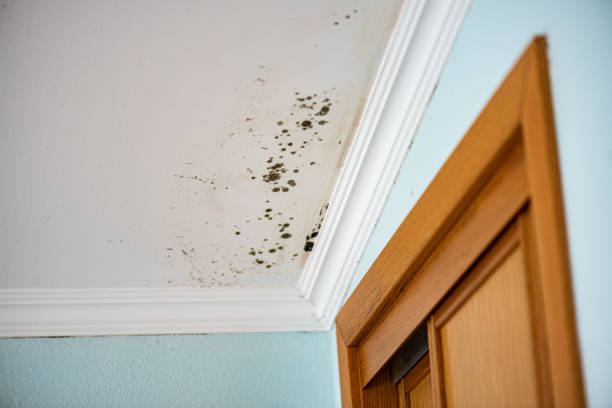 Best Commercial Mold Remediation in Huguley, AL