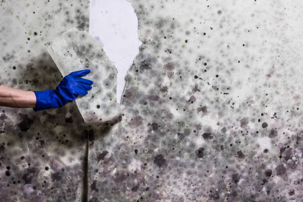 Best Residential Mold Remediation in Huguley, AL