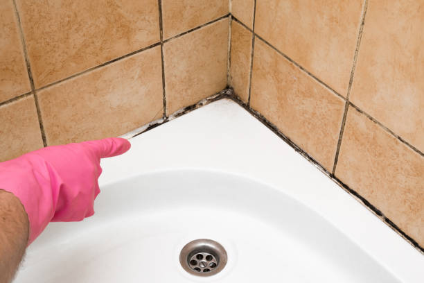 Best Basement Mold Remediation in Huguley, AL
